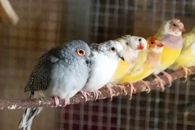 Gouldian Finch $70 - Photo 4