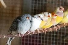 Gouldian Finch $70 - Photo 4