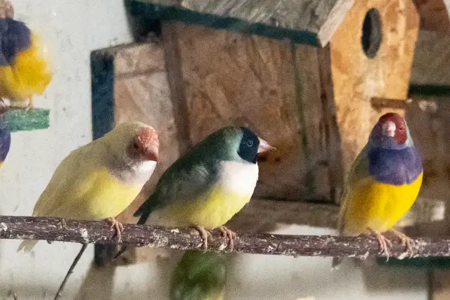 Gouldian Finch $70 - Photo 5