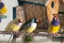 Gouldian Finch $70 - Photo 5