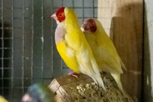Gouldian Finch $70 - Photo 6