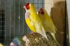 Gouldian Finch $70 - Photo 6