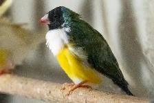 Gouldian Finch $70 - Photo 7