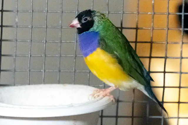 Gouldian Finch $70 - Photo 8