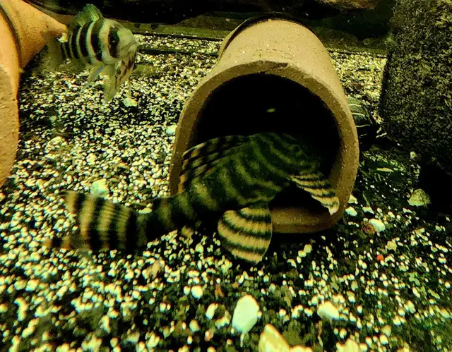 L397 red tiger plecos 3'