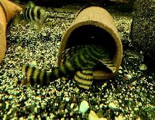 L397 red tiger plecos 3'