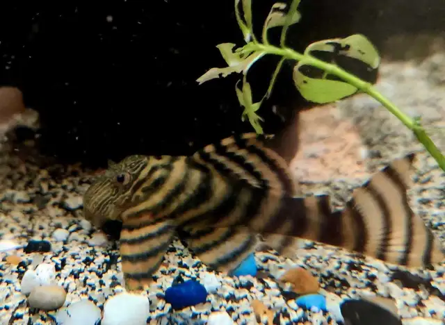 L397 red tiger plecos 3' - Photo 2