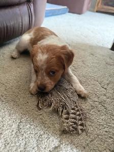 French Brittany Spaniel Hunting Pups