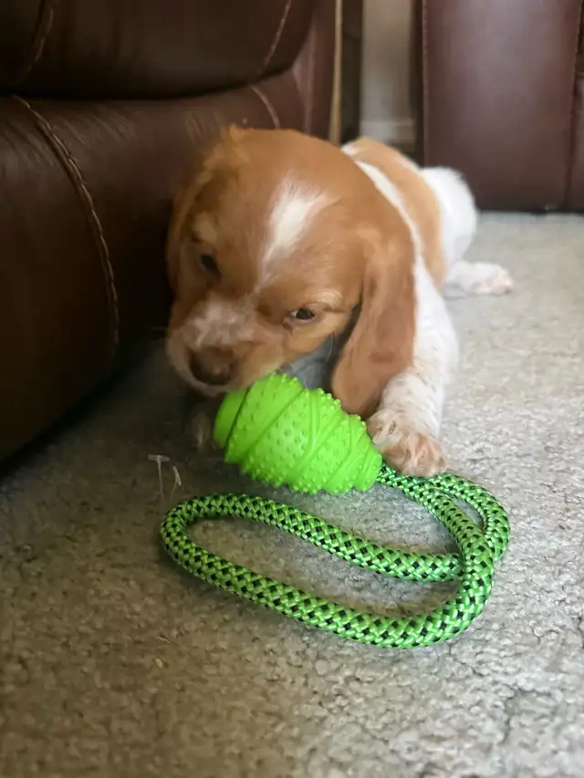 French Brittany Spaniel Hunting Pups - Photo 2