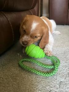 French Brittany Spaniel Hunting Pups - Photo 2