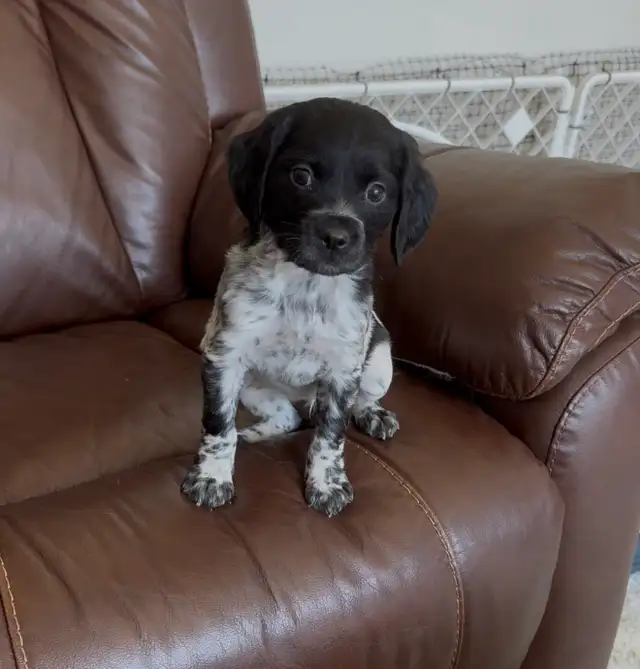 French Brittany Spaniel Hunting Pups - Photo 3