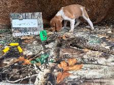 French Brittany Spaniel Hunting Pups - Photo 4