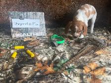 French Brittany Spaniel Hunting Pups - Photo 5