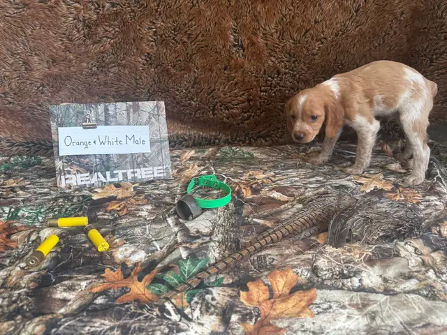French Brittany Spaniel Hunting Pups - Photo 6
