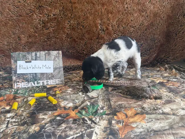 French Brittany Spaniel Hunting Pups - Photo 7