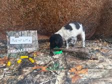 French Brittany Spaniel Hunting Pups - Photo 7
