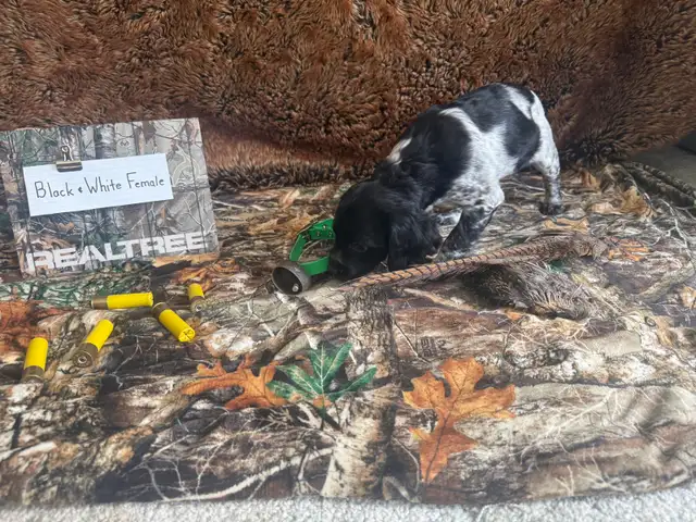 French Brittany Spaniel Hunting Pups - Photo 8