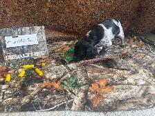 French Brittany Spaniel Hunting Pups - Photo 8