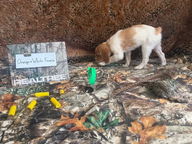 French Brittany Spaniel Hunting Pups - Photo 9