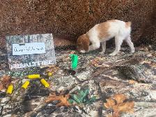 French Brittany Spaniel Hunting Pups - Photo 9