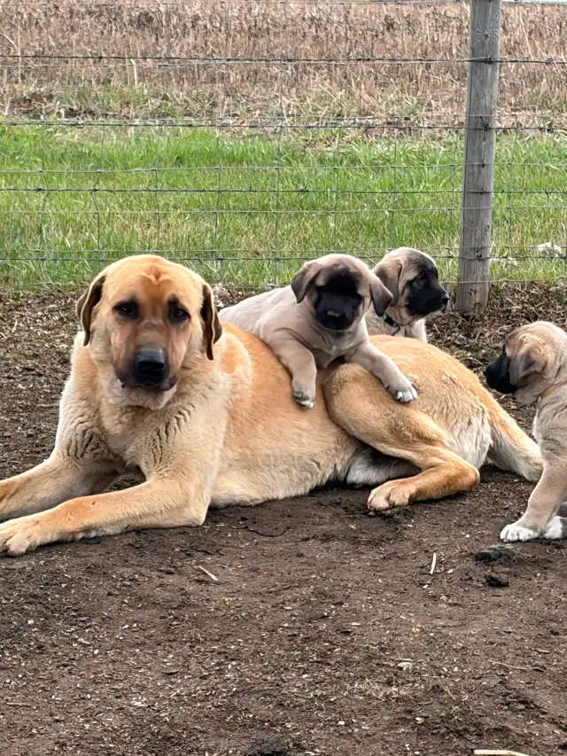 Livestock guardian pups for sale