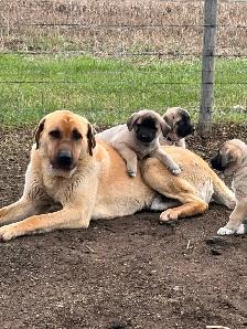 Livestock guardian pups for sale