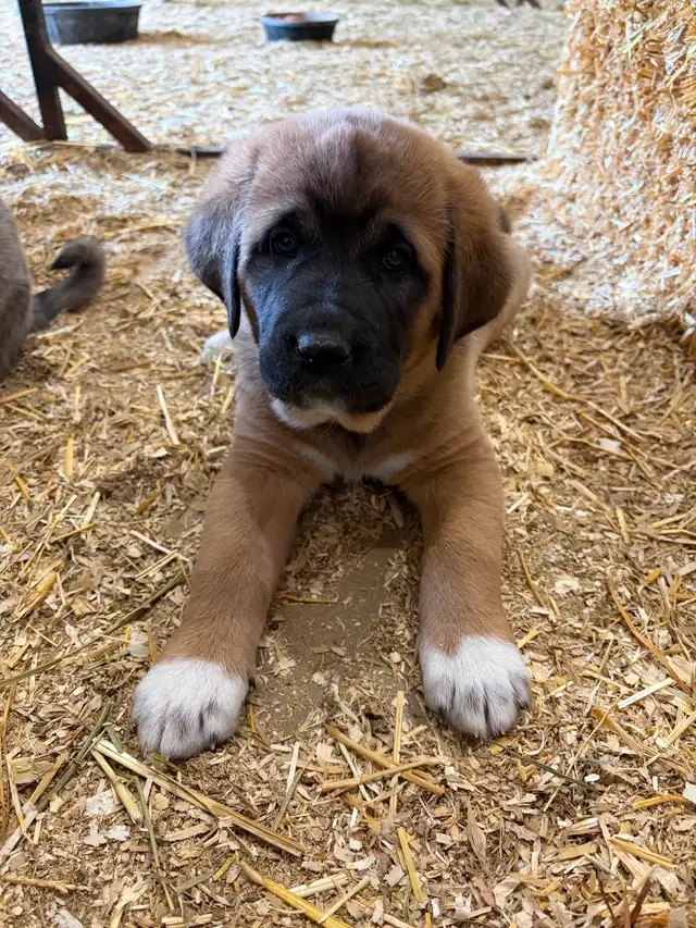 Livestock guardian pups for sale - Photo 2