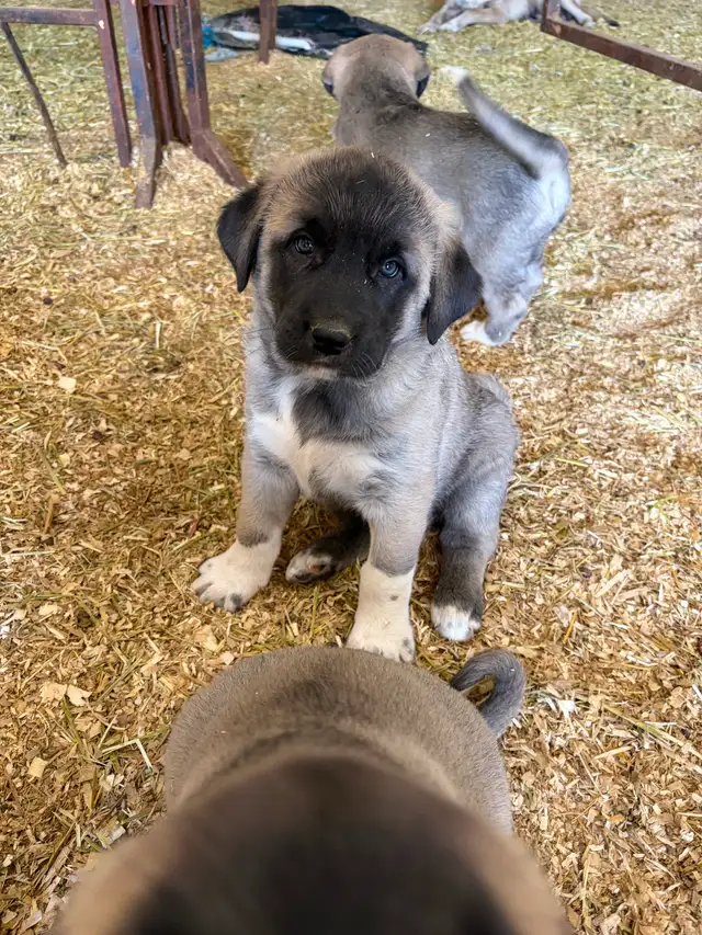 Livestock guardian pups for sale - Photo 3