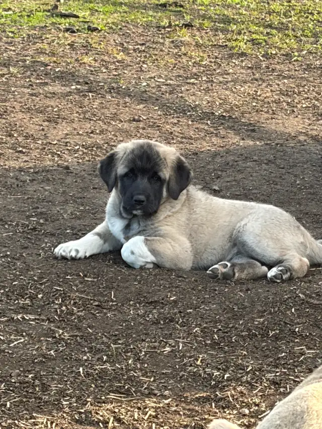 Livestock guardian pups for sale - Photo 4