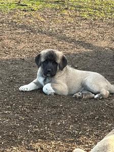 Livestock guardian pups for sale - Photo 4