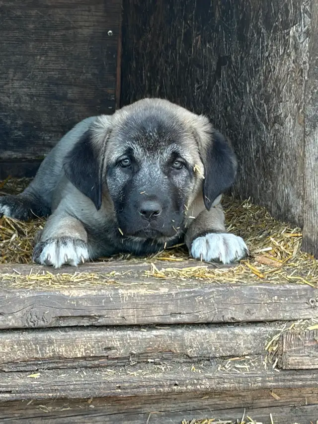 Livestock guardian pups for sale - Photo 5