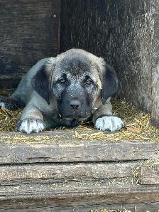 Livestock guardian pups for sale - Photo 5