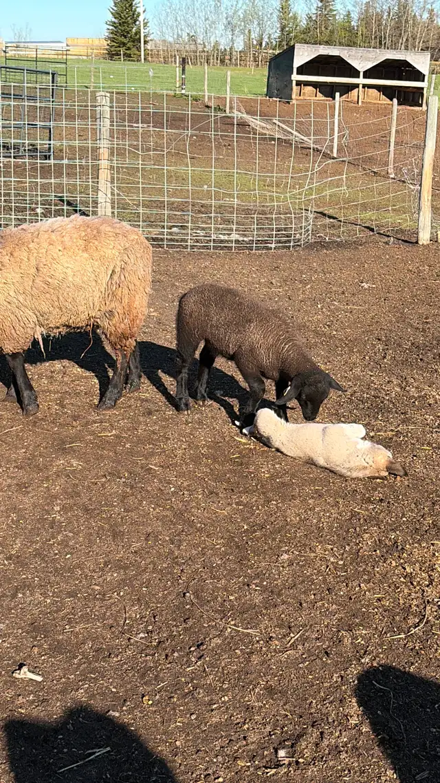 Livestock guardian pups for sale - Photo 6