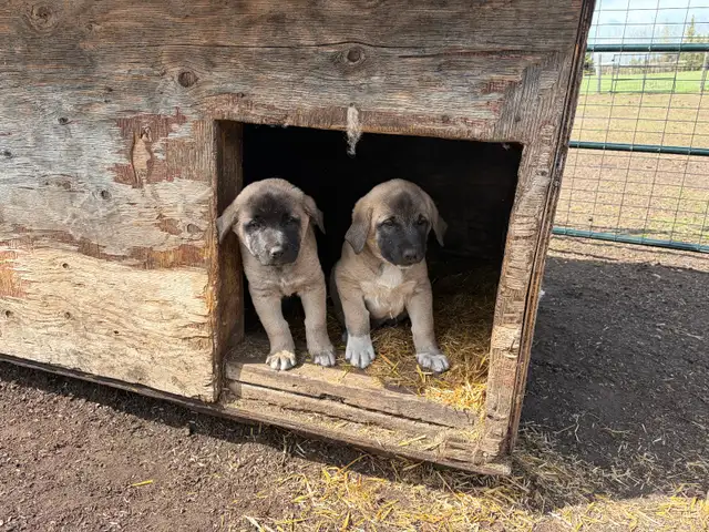 Livestock guardian pups for sale - Photo 7