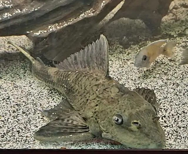 10' rhino pleco - Photo 2