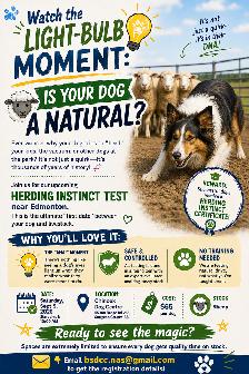 Does Your Dog Have the Drive? Discover Their Hidden Talents!