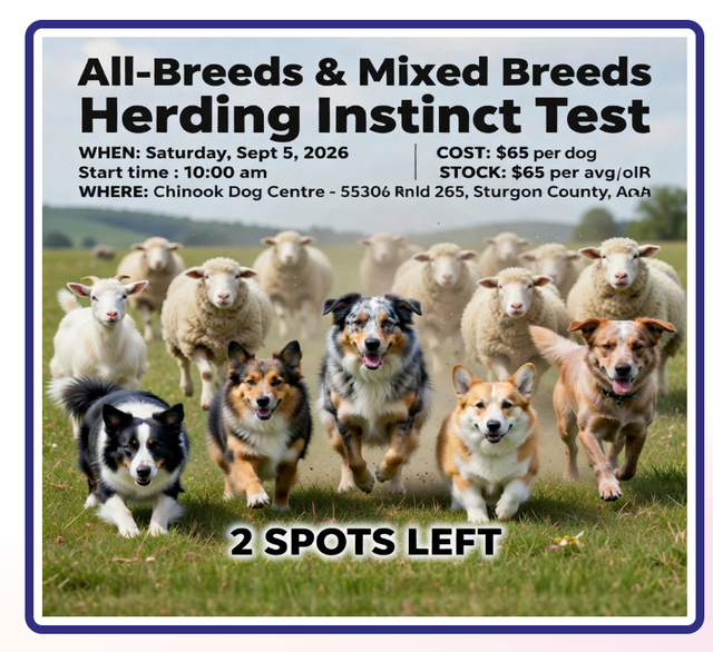 Does Your Dog Have the Drive? Discover Their Hidden Talents! - Photo 2