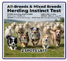 Does Your Dog Have the Drive? Discover Their Hidden Talents! - Photo 2