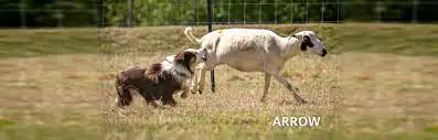 Does Your Dog Have the Drive? Discover Their Hidden Talents! - Photo 3