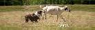 Does Your Dog Have the Drive? Discover Their Hidden Talents! - Photo 3