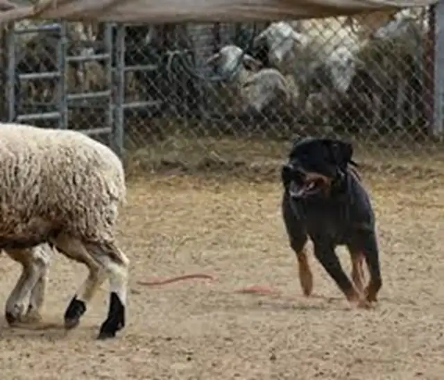 Does Your Dog Have the Drive? Discover Their Hidden Talents! - Photo 4