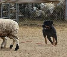 Does Your Dog Have the Drive? Discover Their Hidden Talents! - Photo 4
