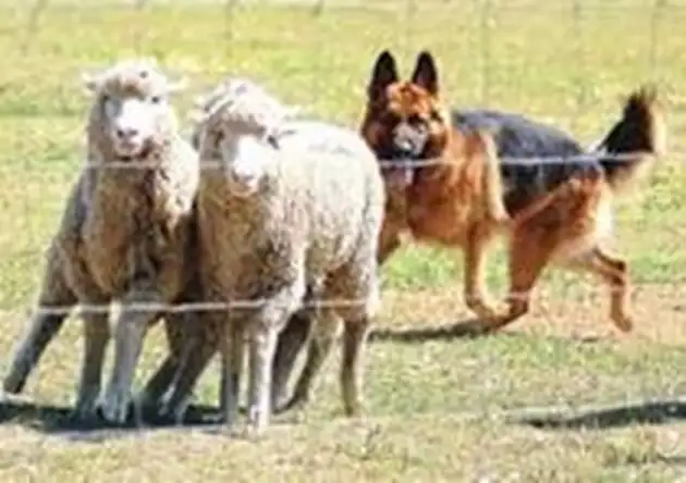 Does Your Dog Have the Drive? Discover Their Hidden Talents! - Photo 5