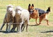 Does Your Dog Have the Drive? Discover Their Hidden Talents! - Photo 5