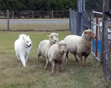 Does Your Dog Have the Drive? Discover Their Hidden Talents! - Photo 8