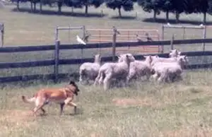 Does Your Dog Have the Drive? Discover Their Hidden Talents! - Photo 10