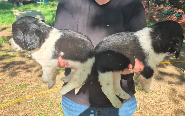 Shi-tzu/springer spaniel puppies