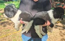 Shi-tzu/springer spaniel puppies