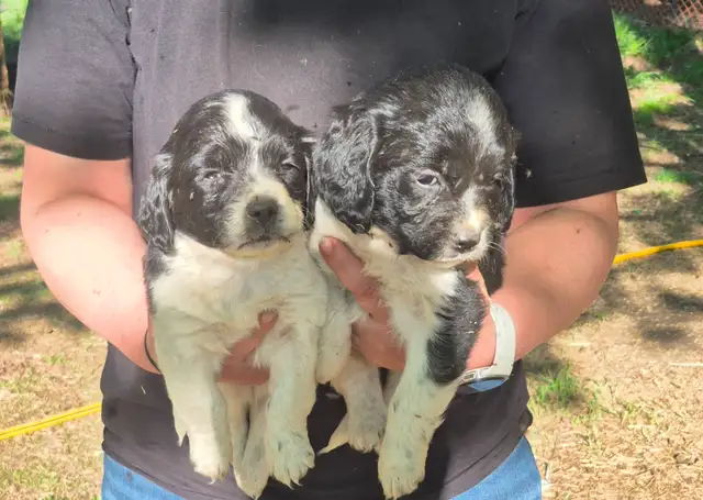Shi-tzu/springer spaniel puppies - Photo 2
