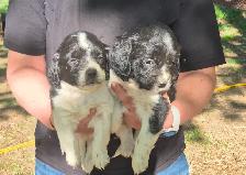 Shi-tzu/springer spaniel puppies - Photo 2